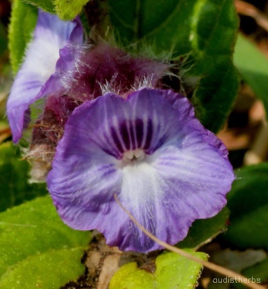 Neuracanthus sphaerostachyus flower2.jpg